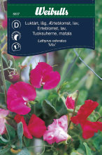 Erteblomst, lav 'Mix'